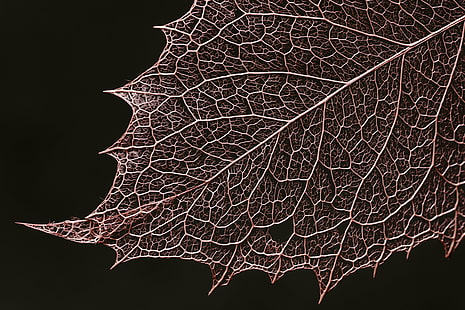 selective focus of black leaf, HMM, Redux, My Favorite, Theme, Leaves, selective focus, black leaf, dried, BandW, Macro, Mondays, ILCE-7M2, texture, FE, 90mm, F2.8, OSS, leaf, autumn, nature, backgrounds, close-up, season, plant, HD wallpaper HD wallpaper
