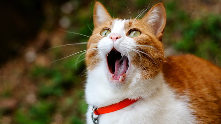 screaming cat image, HD wallpaper