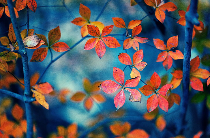 red plants, leaves, macro, orange, branches, background, widescreen, Wallpaper, form, full screen, HD wallpapers, fullscreen, HD wallpaper