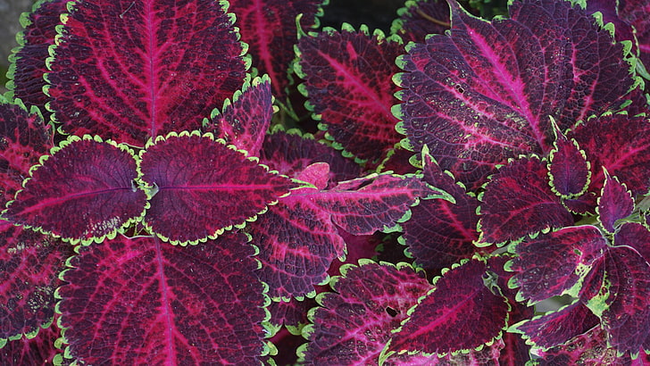 Coleus Blumen Tricolor Lila Und Rot Mit Grünem Rand Wallpaper Hd Für Mobiltelefon 5332 × 3000, HD-Hintergrundbild