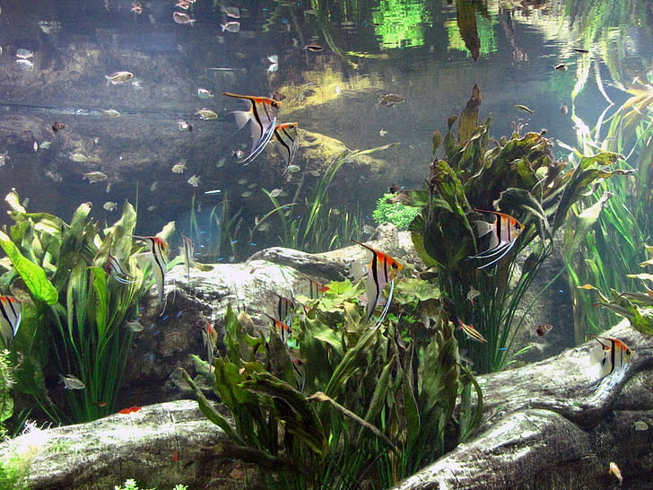 aquarium, Fond d'écran HD