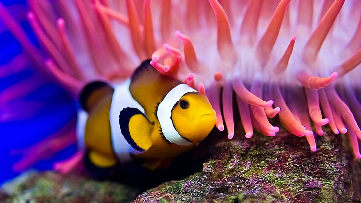 aquarium, underwater, clownfish, HD wallpaper