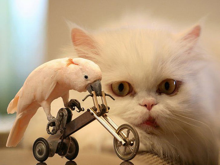 sepeda, burung, kucing, lucu, wtf, Wallpaper HD