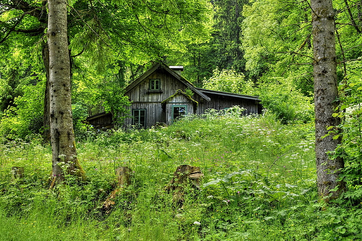 brown wooden cabin, forest, grass, trees, house, wooden, old, hut, HD wallpaper