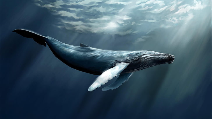 water, ocean, marine, whale, wildlife, organism, underwater, humpback whale, HD wallpaper
