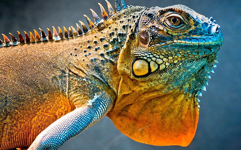 Lagarto de dragão, um camaleão, dragão, lagarto, camaleão, HD papel de parede HD wallpaper