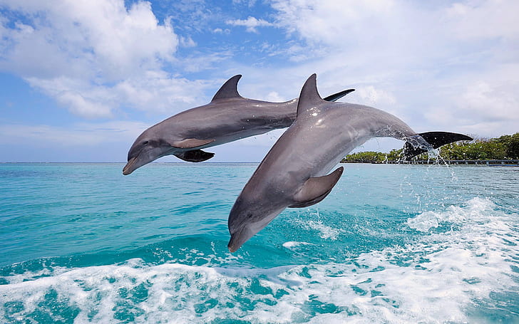 Дольгины брызг моря, 2 серых дельфина, дельфины, небо, море, прыжок, пар, брызги, HD обои