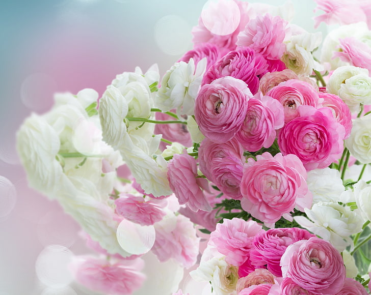 vita, rosa, rosa blommor, blommor, vackra, smörblommor, ranunculus, HD tapet