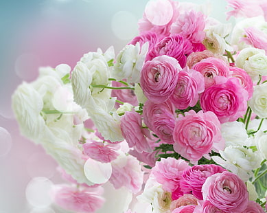 white, pink, pink flowers, flowers, beautiful, buttercups, ranunculus, HD wallpaper HD wallpaper