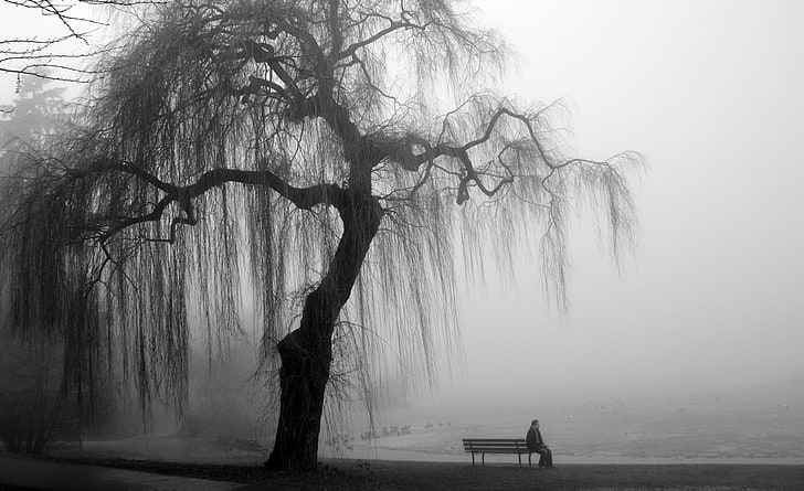 Willow Tree Black and White, Black and White, HD wallpaper
