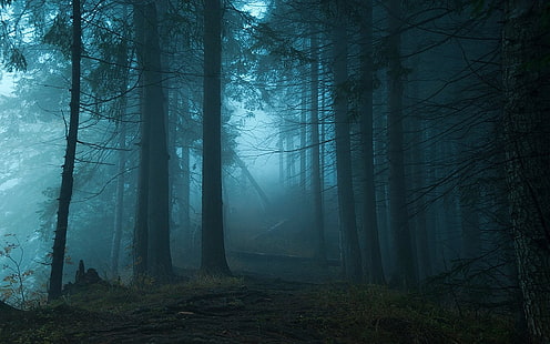 лесные деревья, природа, пейзаж, синий, туман, лес, тропинка, трава, деревья, утро, Польша, HD обои HD wallpaper