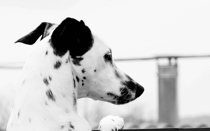gråskalefoto av hund, dalmatiner, huvud, fläck, hund, HD tapet
