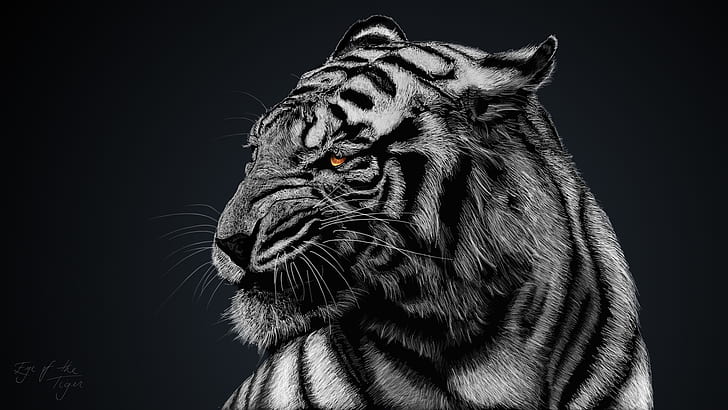 black and white, black background, white tiger, HD wallpaper