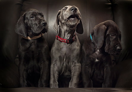 ラブラドール、子犬、犬、3匹の黒ビーグル、犬、子犬、トリオ、トリニティ、グレートデーン、アリア、ソロ、 HDデスクトップの壁紙 HD wallpaper
