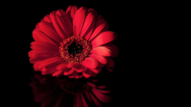 꽃, 간단한 배경, 붉은 꽃, HD 배경 화면