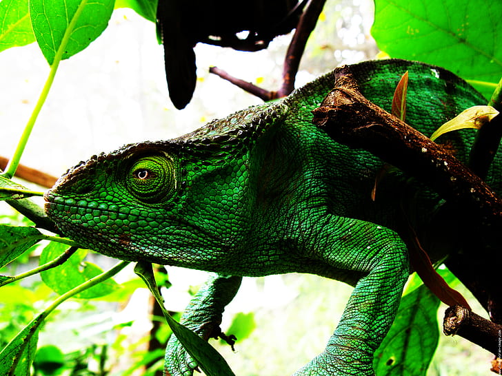 Chameleon Lizard HD, animals, lizard, chameleon, HD wallpaper