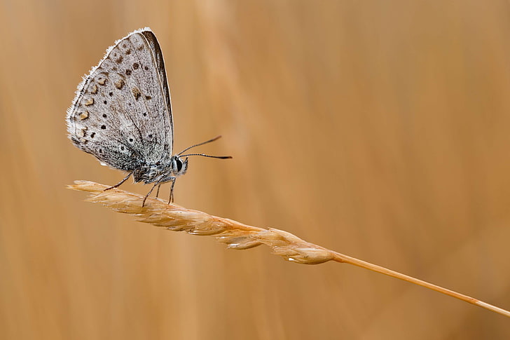butterfly, close, common blue, insect, macro, nature, HD wallpaper