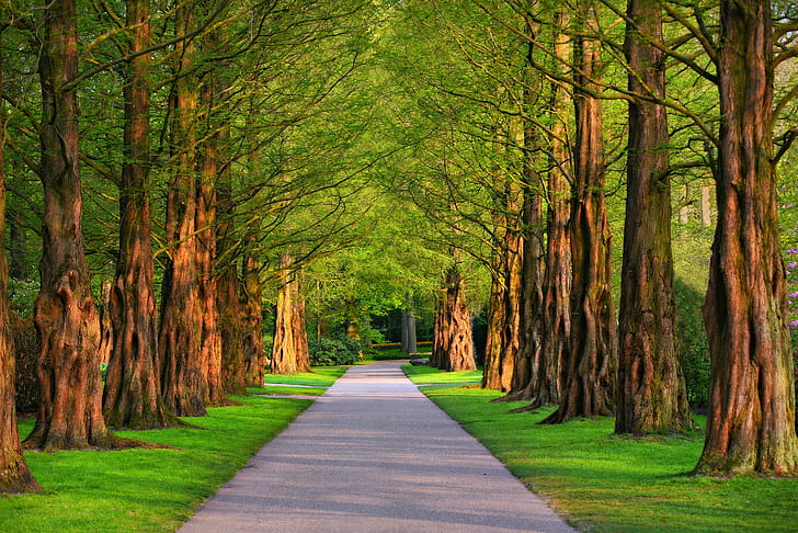 Фотография, парк, зеленина, пътека, дърво, облицовани с дървета, HD тапет