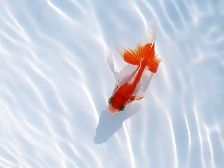 bright, fish, goldfish, HD wallpaper