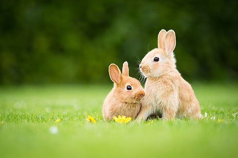 กระต่ายหญ้าดอกไม้, วอลล์เปเปอร์ HD HD wallpaper