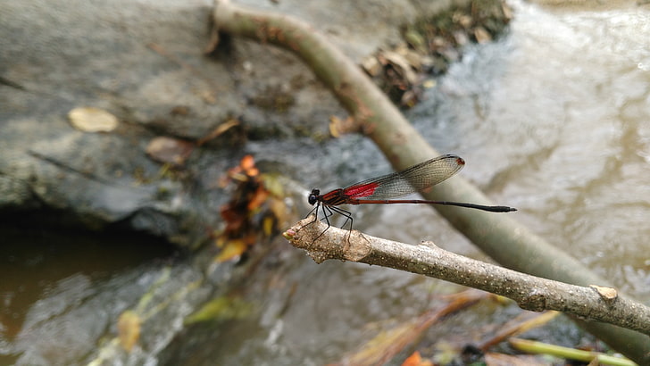 dragonflies, river, landscape, insect, red flowers, Ultramarine flycatcher, HD wallpaper