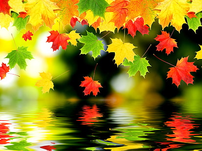 berbagai macam warna daun di atas badan clip art air, foto daun maple, daun, Wallpaper HD HD wallpaper