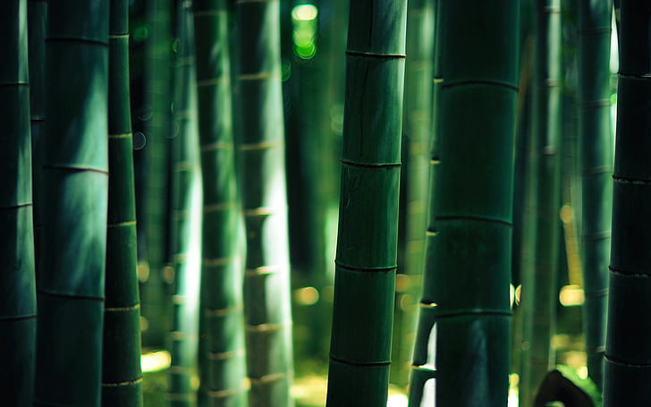 bambou vert, sans titre, bambou, bois, bokeh, forêt, lumières, Fond d'écran HD