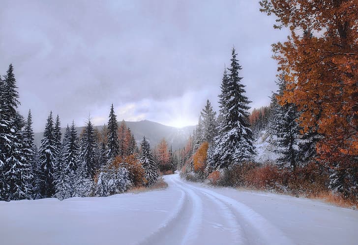 осень, лес, снег, деревья, ели, дорожка, Монтана, HD обои