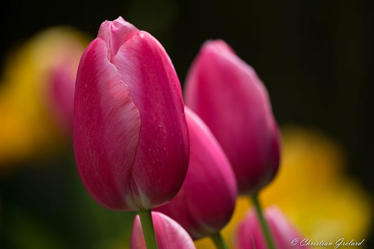 disparo macro de flores rosadas, tulipanes, tulipanes, vívido, tulipanes, disparo macro, rosa, tulipán, flor, flor, primavera, Canon EOS 700D, naturaleza, planta, primavera, belleza de la naturaleza, pétalos, color rosa, primer plano,cabeza de flor, Fondo de pantalla HD
