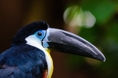 close-up photography black and yellow long-beaked bird, channel-billed toucan, channel-billed toucan, Channel-billed Toucan, close-up photography, black and yellow, long, beaked, bird  bird, vogel, tier, tiere, animal, animals, zoo, tierpark, square, quadrat, deutsch, deutschland, german, germany, tropical, feather, federn, feder, bunt, colorful, colours, colors, colourful, south  america, bokeh, aves, toucan, tukan, schnabel, feet, blue, yellow, grün, rot, Ramphastos  vitellinus, tukano, vulnerable, iucn, bird, wildlife, beak, nature, tropical Rainforest, rainforest, multi Colored, tropical Climate, animals In The Wild, HD wallpaper HD wallpaper