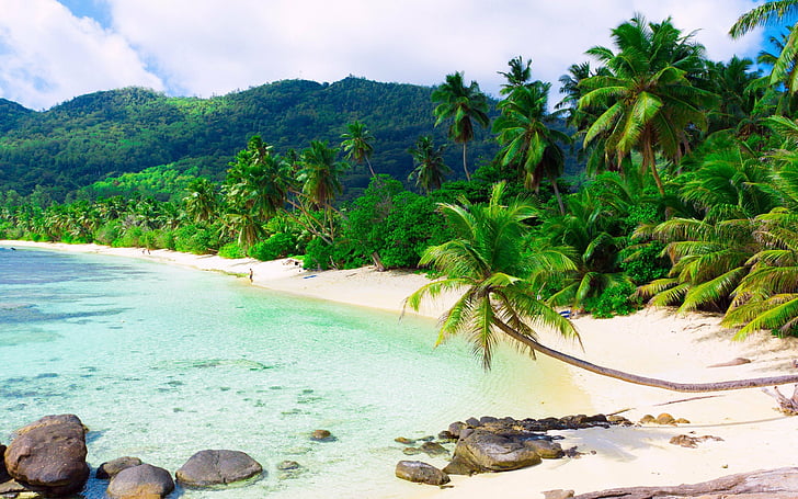 arena, blanca, mar, palmeras, playa, tropical, Fondo de pantalla HD