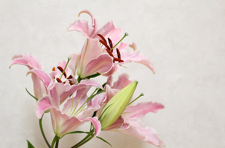 розовые и белые цветы украшения, лилия, цветок, бутон, тычинки, HD обои