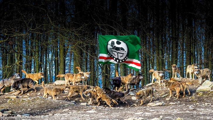 Hewan, Serigala, Bendera Chechnya, Wallpaper HD