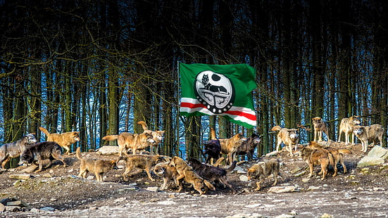Hewan, Serigala, Bendera Chechnya, Wallpaper HD HD wallpaper