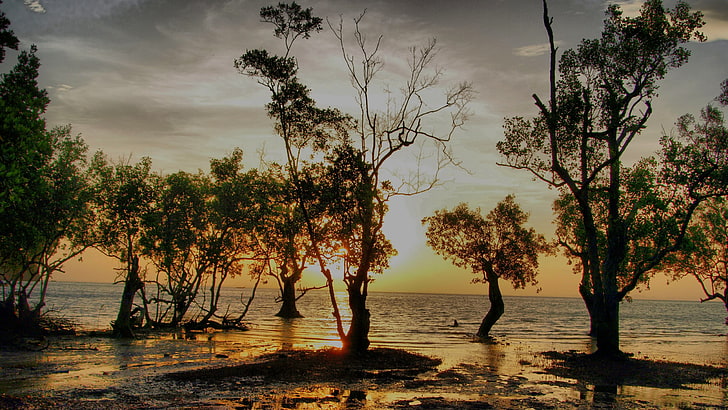 나무, 나무, 태국, 일몰, 해변의 실루엣, HD 배경 화면