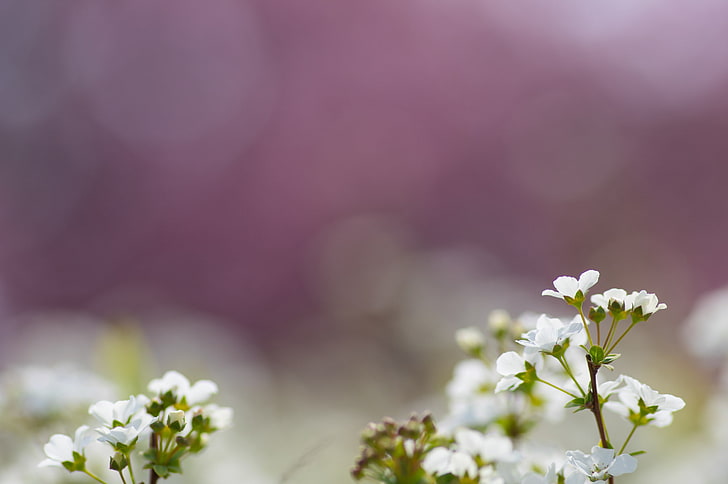 Blumen, Natur, Makro, bunt, HD-Hintergrundbild