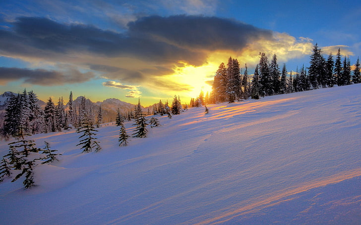 غروب الشمس والشتاء والأشجار والثلج، خلفية HD