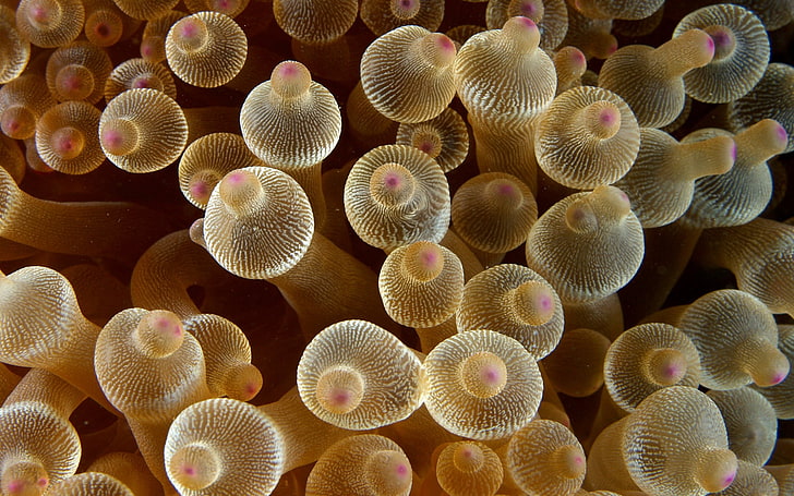 mushroom lot, nature, animals, sea anemones, macro, HD wallpaper