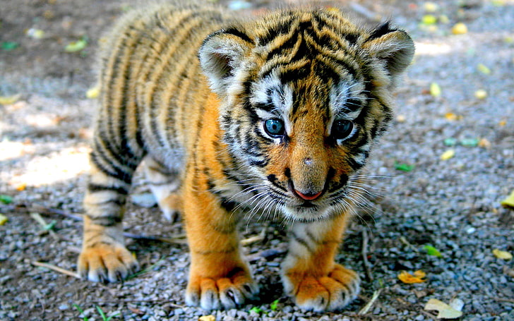 baby tiger animal, tiger, cub, look, kid, HD wallpaper