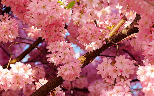 Primavera de flores de cerejeira, rosa flor de cerejeira, flores de cerejeira, flores, rosa, primavera, HD papel de parede HD wallpaper