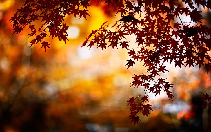 이미지 가을 Hd 바탕 화면 배경 화면 무료 다운로드 | Wallpaperbetter
