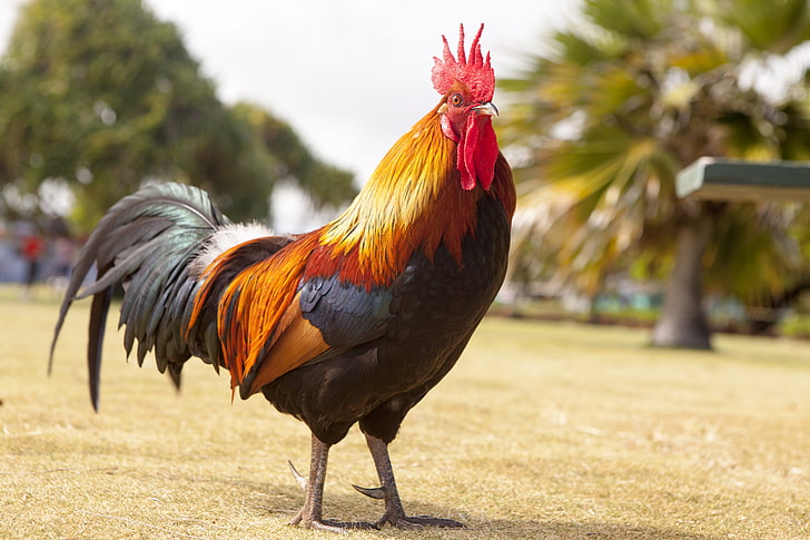 black and brown rooster, Nature, Bird, Cock, Animals, HD wallpaper