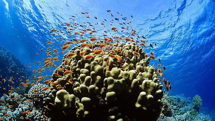 hewan, ikan, bawah air, Wallpaper HD