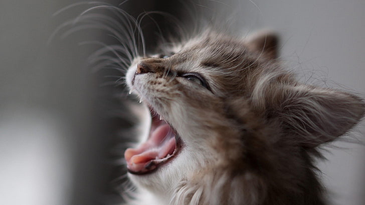 gatinho, gato, fofo, bocejo, rosto, cabeça, HD papel de parede