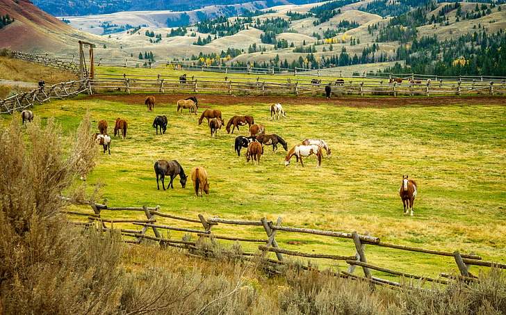 trees, landscape, nature, hills, field, horse, corral, fence, HD wallpaper