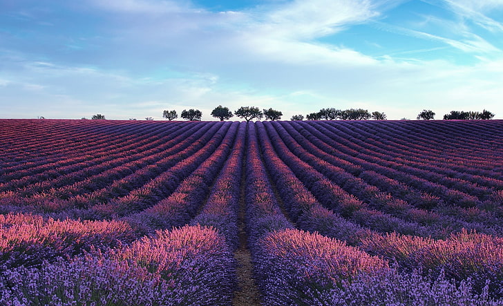 purple flower field, field, landscape, lavender, HD wallpaper