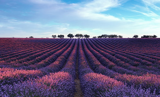 фиолетовое поле цветов, поле, пейзаж, лаванда, HD обои HD wallpaper