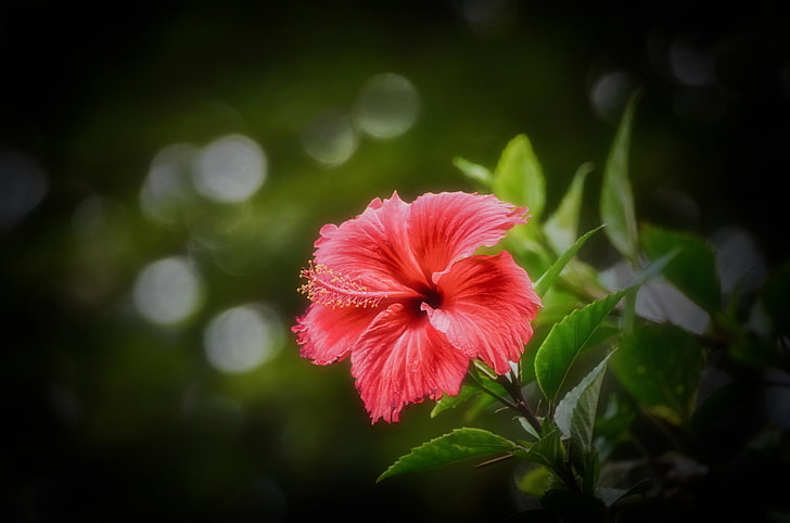 fleur d'hibiscus rouge, arrière-plan, flou, hibiscus rose, Fond d'écran HD