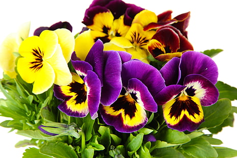 lila und gelbe Blüten, Blumen, Stiefmütterchen, gelb, Garten, violett, weißer Hintergrund, Viola, HD-Hintergrundbild HD wallpaper