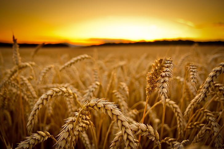 blé, champ, macro, coucher de soleil, récolte, épis, céréales, Fond d'écran HD